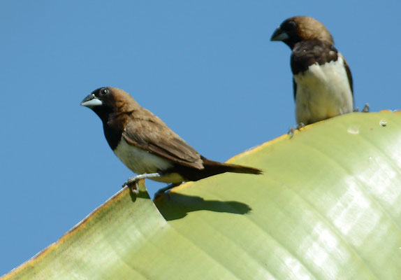 JAVA-BRONZEMÄNNCHEN, JAVAN MUNIA, LONCHURA LEUCOGASTROIDES