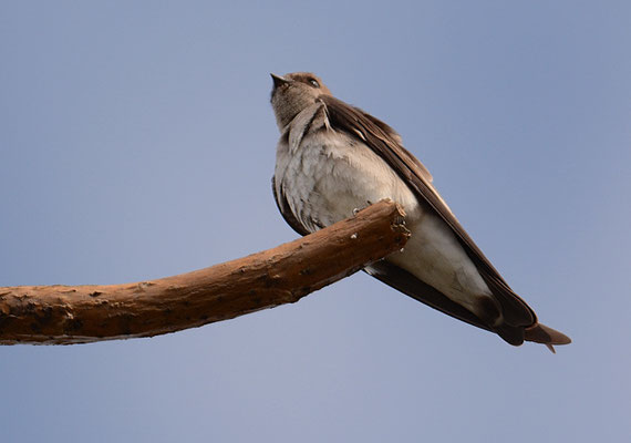 NÖRDLICHE RAUFLÜGELSCHWALBE, NORTHERN ROUGH-WINGED SWALLOW, STELGIDOPTERYX SERRIPENNIS