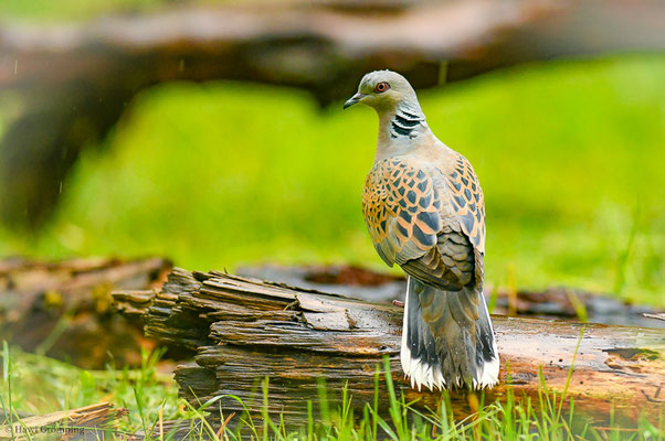TURTELTAUBE, TURTLE DOVE, STREPTOPELIA TURTUR