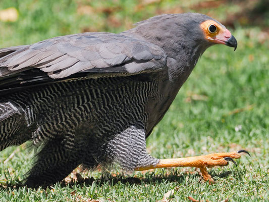 Höhlenweih, African Harrier-Hawk - Polyboroides typus