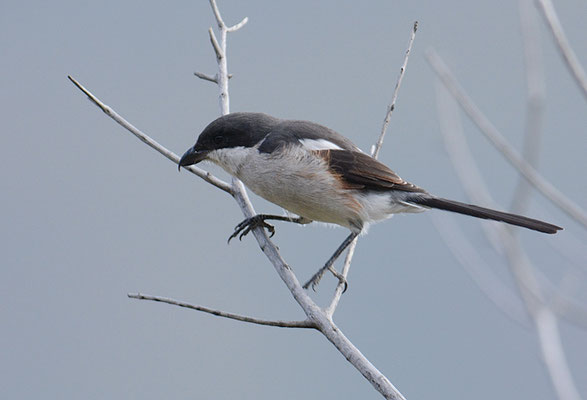 FISKALWÜRGER, COMMON FISCAL, LANIUS COLLARIS