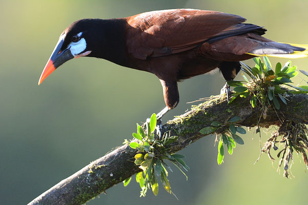 MONTEZUMA-STIRNVOGEL, MONTEZUMA OROPENDOLA, PSAROCOLIUS MONTEZUMA