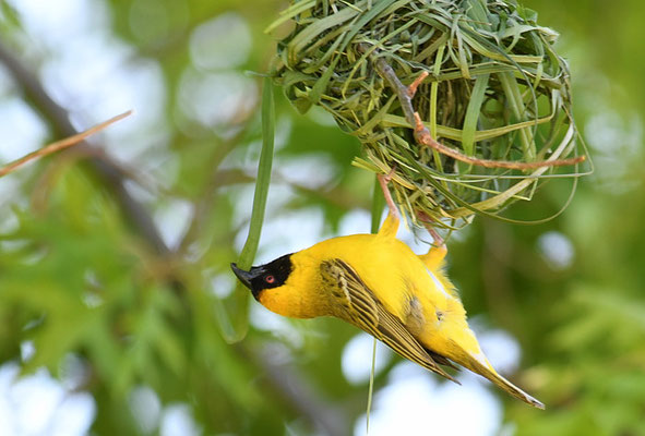MASKENWEBER, SOUTHERN MASKED WEAVER, PLOCEUS VELATUS