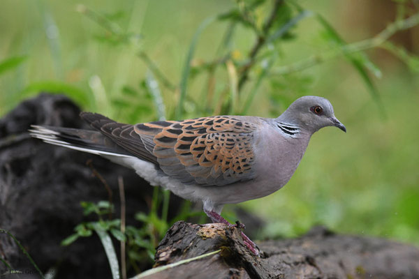 TURTELTAUBE, TURTLE DOVE, STREPTOPELIA TURTUR