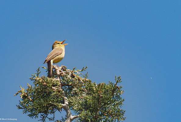 ORPHEUSSPÖTTER, MELODIOUS WARBLER, HIPPOLAIS POLYGLOTTA