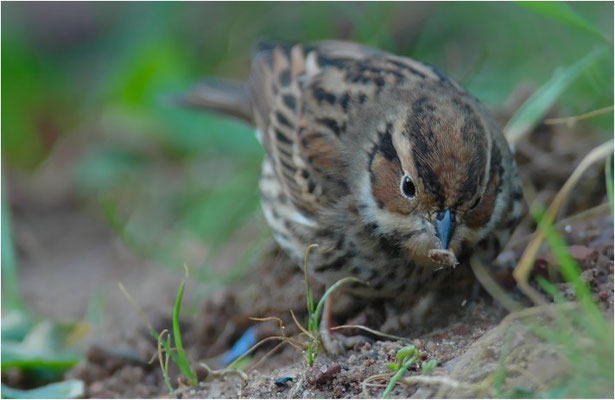 ZWERGAMMER, LITTLE BUNTING, EMBERIZA PULSILLA