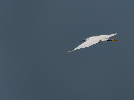 SCHMUCKREIHER, SNOWY EGRET - EGRETTA THULA