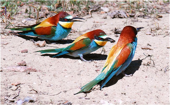 BIENENFRESSER, EUROPEAN BEE-EATER, MEROPS APIASTER