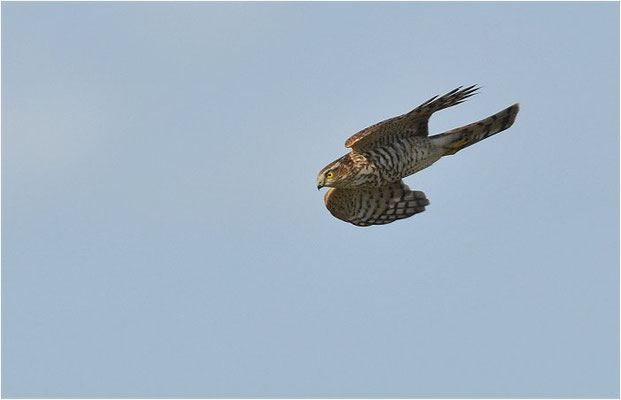 SPERBER, SPARROWHAWK, ACCIPITER NISUS