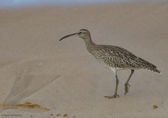 REGENBRACHVOGEL, WHIMBREL, NUMENIUS PHAEOPUS