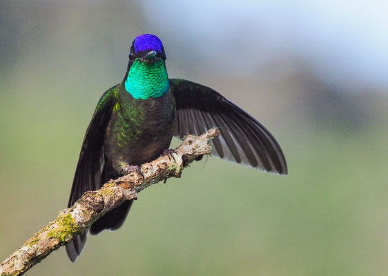 TALAMANCAKOLIBRI, ADMIRABLE HUMMINGBIRD, EUGENES SPECTABILIS