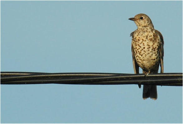 MISTELDROSSEL, MISTLE TRUSH, TURDUS VISCIVORUS
