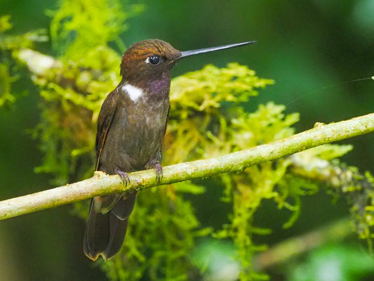 BRAUNER ANDENKOLIBRI, BROWN INCA - COELIGENA WILSONI