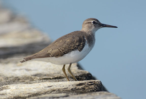 DROSSELUFERLÄUFER, SPOTTED SANDPIPER, ACTITIS MACULARIUS