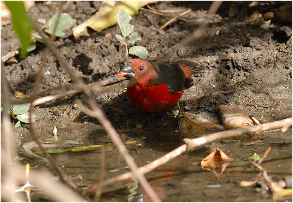 ROTBRUST- SAMENKNACKER, WESTERN BLUEBILL, SPERMOPHAGA HAEMATINA