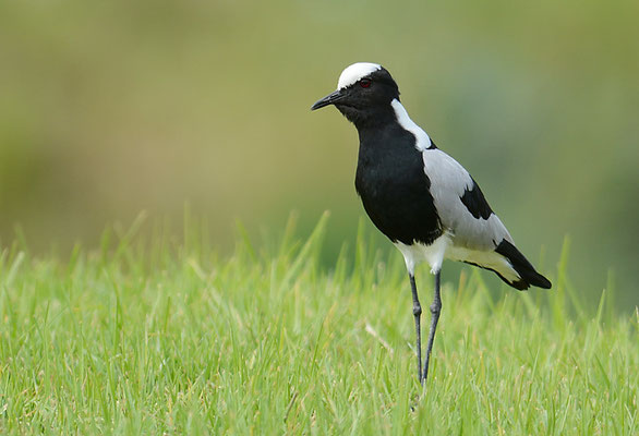 WAFFENKIEBITZ, BLACKSMITH LAPWING, VANELLUS ARMATUS