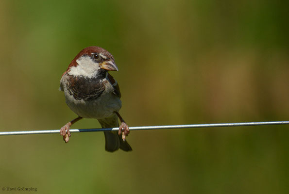 ITALIENSPERLING, ITALIAN SPARROW, PASSER ITALIAE
