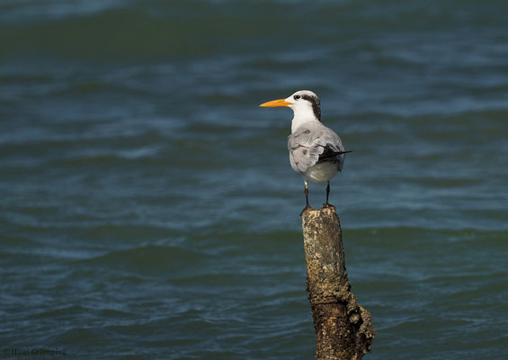 KÖNIGSSEESCHWALBE, ROYAL TERN, STERNA MAXIMA