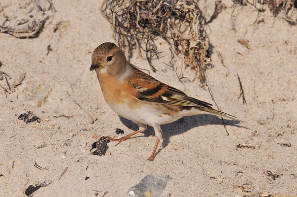 BERGFINK, BRAMBLING, FRINGILLA MONTIFRINGILLA
