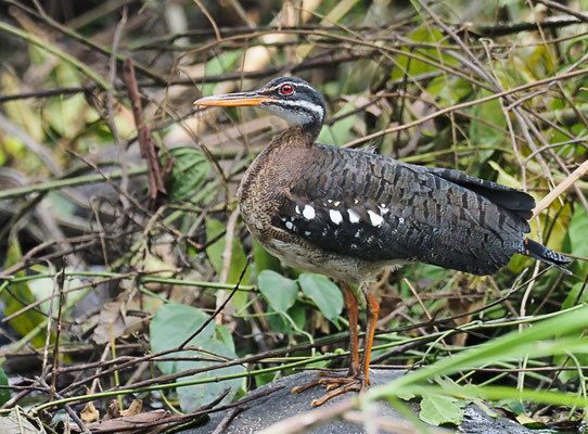 SONNENRALLE, SUNBITTERN, EURYPYGA HELIAS