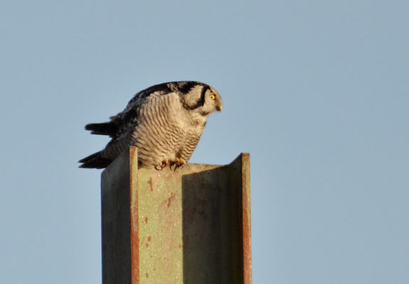 SPERBEREULE, HAWK OWL, SURNIA ULULA