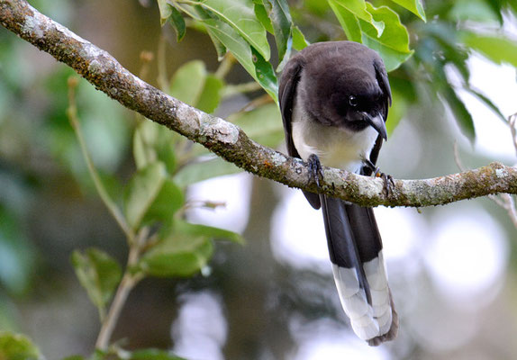 BRAUNHÄHER, BROWN JAY, CYANOCORAX MORIO