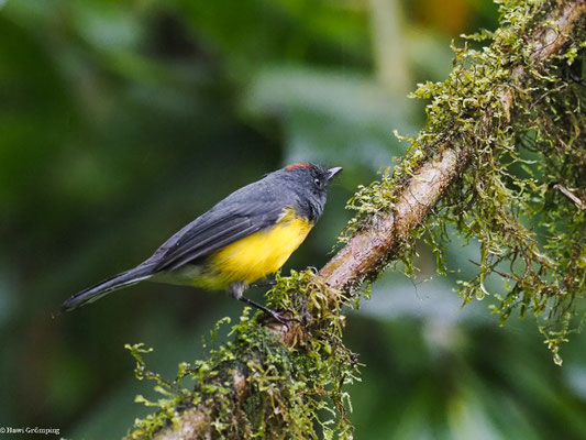 LARVENWALDSÄNGER, SLATE-THROATED WHITESTART - MYIOBORUS MINIATUS