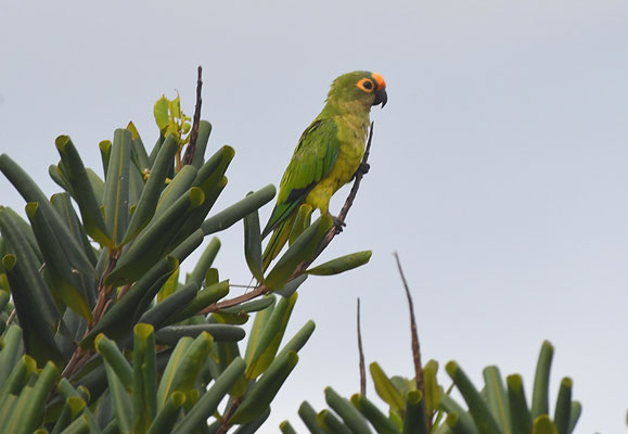 GOLDSTIRNSDITICH, PEACH-FRONTED PARAKEET, ARATINGA AUREA
