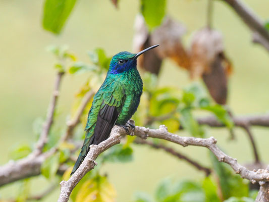 BERG-VEILCHENOHRKOLIBRI, LESSER VIOLETEAR - COLIBRI CYANOTUS