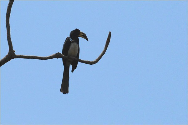 ELSTERTOKO, AFRICAN PIED HORNBILL ,TOCKUS FASCIATUS