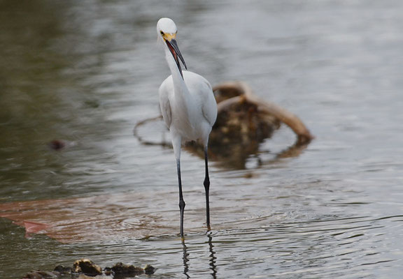 SCHMUCKREIHER, SNOWY EGRET, EGRETTA THULA