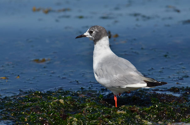 BONAPARTEMÖWE, BONAPARTE´S GULL, LARUS PHILADELPHIA