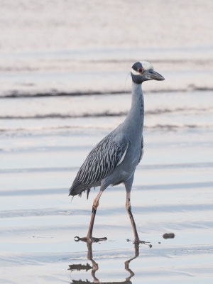 Krabbenreiher, Yellow-crowned Night-Heron - Nyctanassa violacea