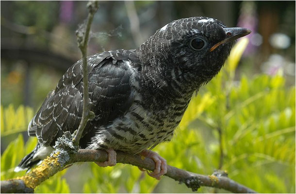 KUCKUCK, COCKOO, CUCULUS CANORUS
