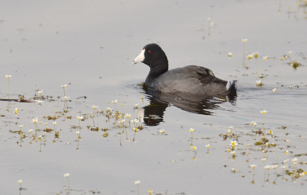 Amerikanisches Blässhuhn, American coot, Fulica americana