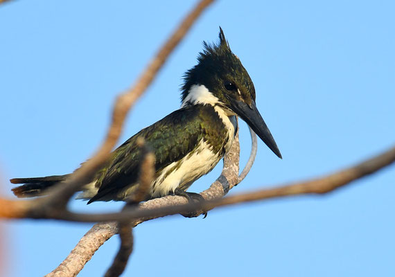 Amazonasfischer, Amazon kingfisher, Chloroceryle amazona