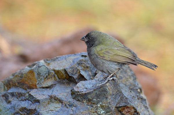 SCHWARZGESICHTCHEN, BLACK-FACED GRASSQUIT, TIARIS BICOLOR