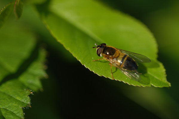 ZWEIBAND-WIESENSCHWEBFLIEGE, EPISTROPHE ELIGANS