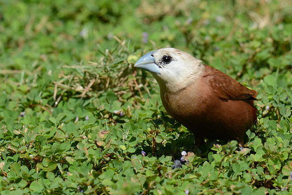 WEISSKOPFNONNE, WHITE-HEADED MUNIA, LONCHURA MAJA