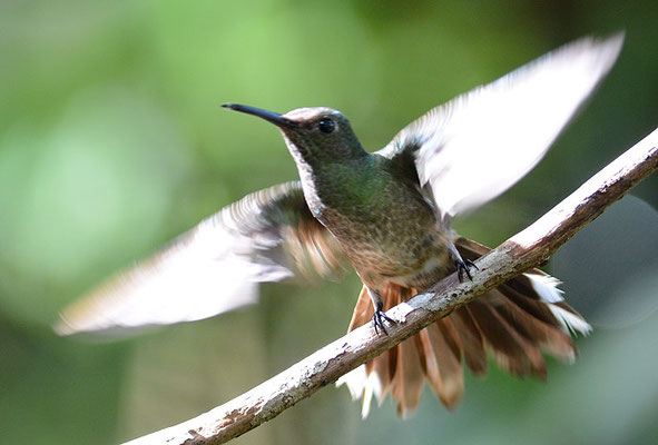 SCHUPPENBRUSTKOLIBRI, SCALY-BREASTED HUMMINGBIRD, PHAEOCHROA CUVIERII