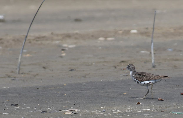 DROSSELUFERLÄUFER, SPOTTED SANDPIPER, ACTITIS MACULARIA