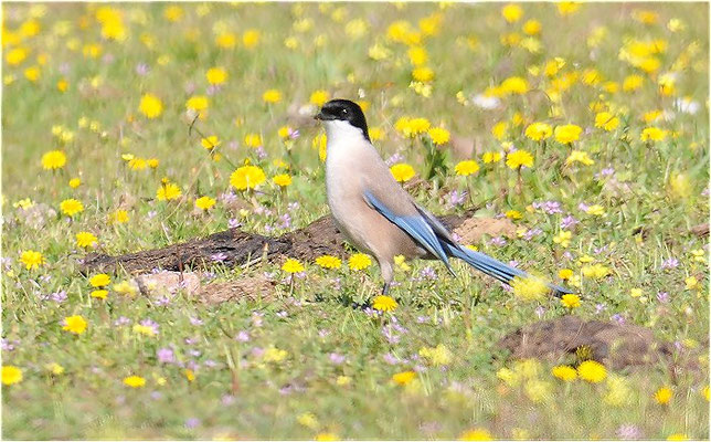 BLAUELSTER, AZURE-WINGED MAGPIE 