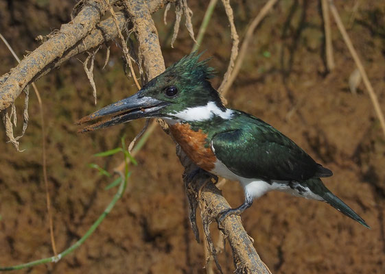 AMAZONASFISCHER, AMAZON KINGFISHER, CHLOROCERYLE AMAZONA