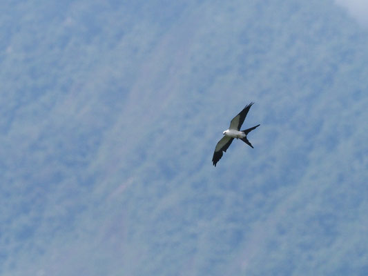 SCHWALBENWEIH, SWALLOW-TAILED KITE - ELANOIDES FORFICATUS