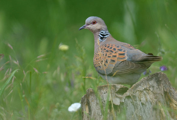 TURTELTAUBE, TURTLE DOVE, STREPTOPELIA TURTUR