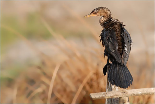 RIEDSCHARBE, LONG-TAILED-CORMORANT, PHALACROCORAX AFRICANUS