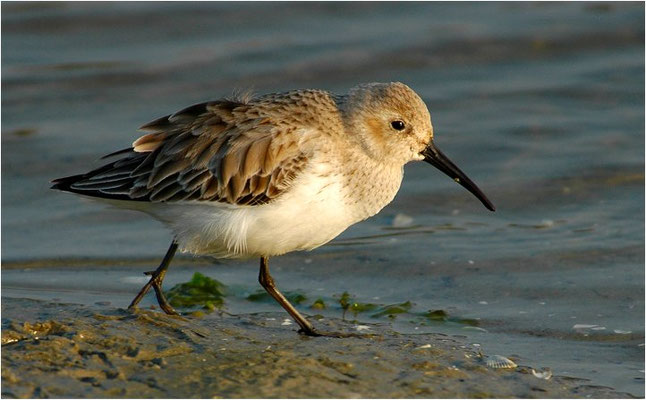 ALPENSTRANDLÄUFER, DUNLIN, CALIDRIS ALPINA