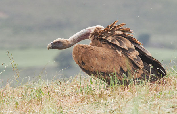 GÄNSEGEIER, GRIFFON VULTURE, GYPS FULVUS