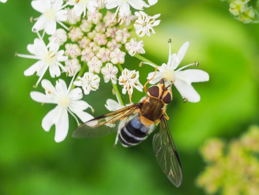 LEUCOZONA GLAUCIA, BLAUE BREITBANDSCHWEBFLIEGE