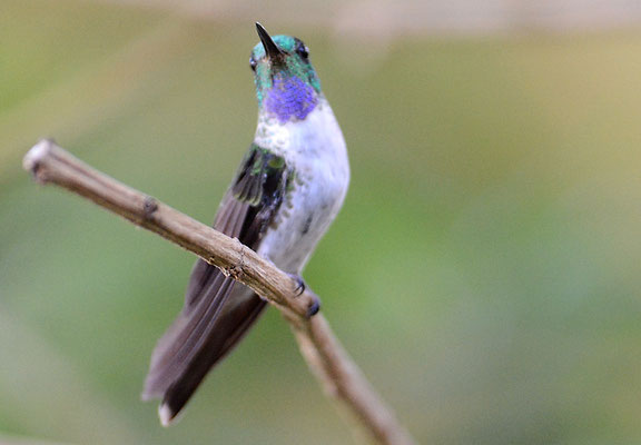 VULKANELFE, VOLCANO HUMMINGBIRD, SELASPHORUS FLAMMULA